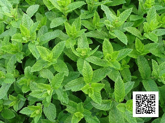 https://www.maxpixel.net/Tea-Herbs-Peppermint-Moroccan-Mint-Teeminze-Mint-2396530