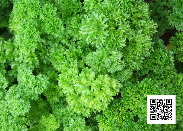 https://pixabay.com/en/parsley-herb-spices-341936/