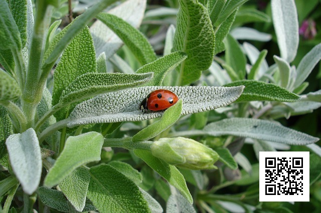 https://pixabay.com/en/ladybug-sage-plant-summer-animal-1428899/