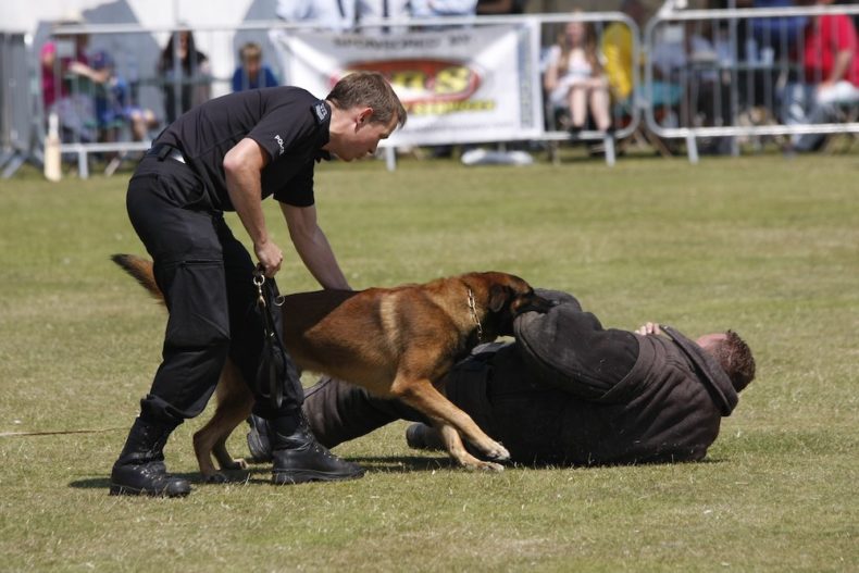 图：正在训练的警犬（Wikipedia）