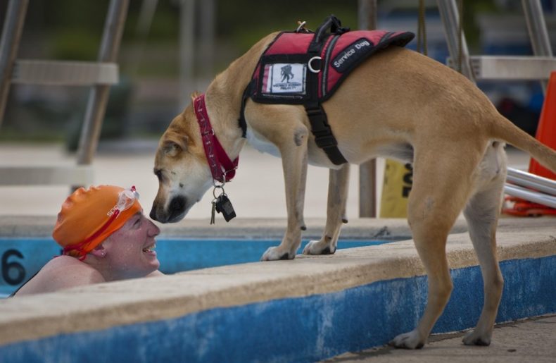 图：游泳池边的狗狗，背心上有 Service Dog 字样（Pxhere）