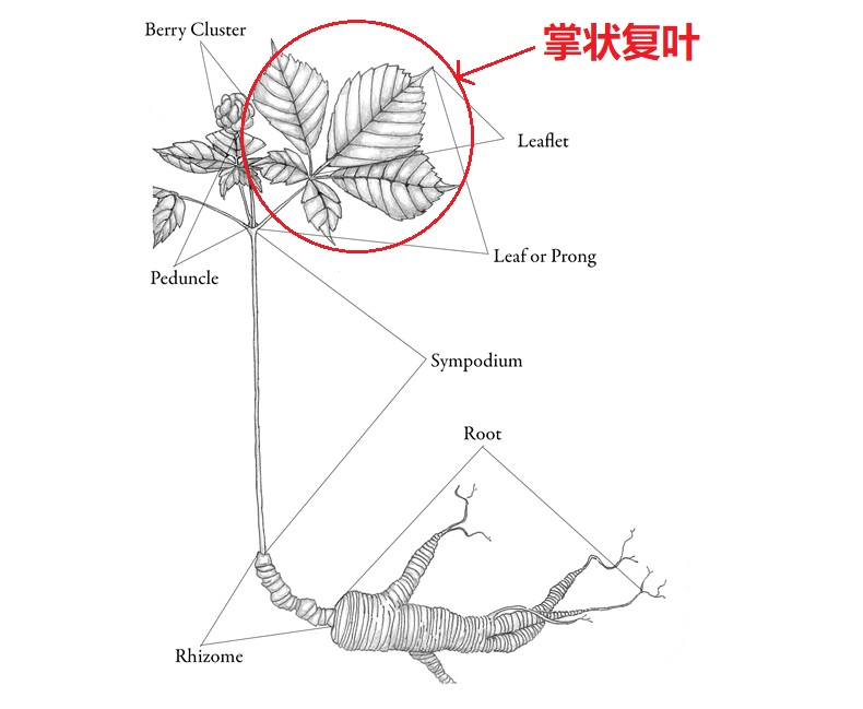 https://www.fws.gov/international/plants/how-to-determine-the-age-of-ginseng-plants.html