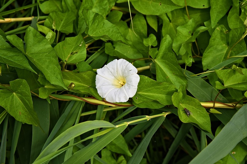 https://pixabay.com/photos/hedge-bindweed-flower-plant-blossom-3479882/