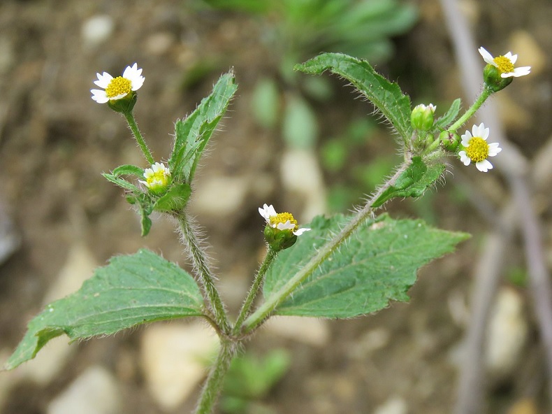 https://commons.wikimedia.org/wiki/File:Galinsoga_parviflora_-_Quick_Weed_on_way_from_Gangria_to_Govindghat_at_Valley_of_Flowers_National_Park_-_during_LGFC_-_VOF_2019_(6).jpg