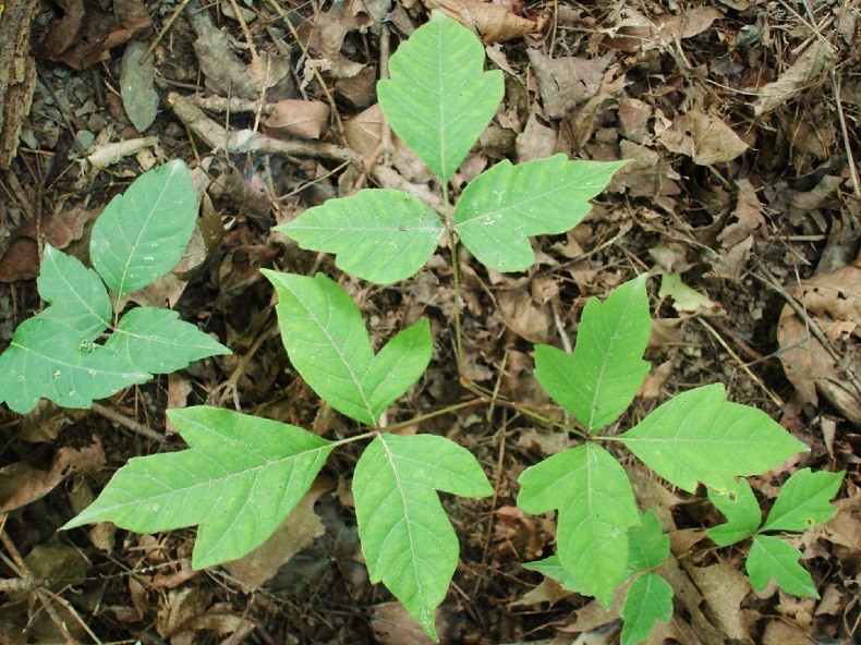 https://commons.wikimedia.org/wiki/File:Poison_Ivy_Leaves.jpg
