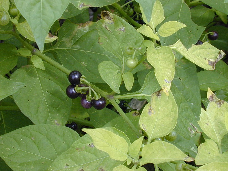 https://en.wikipedia.org/wiki/Black_nightshade#/media/File:Starr_010520-0074_Solanum_americanum.jpg