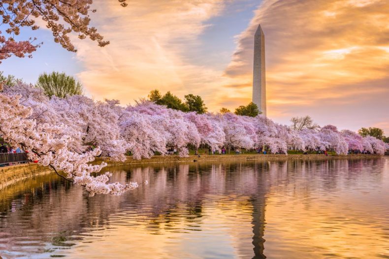DC Cherry Blossom