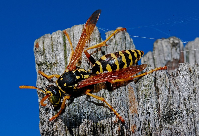 https://pixabay.com/photos/wasp-insect-arthropod-winged-564609/