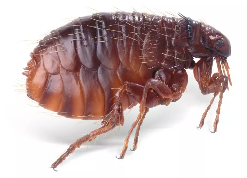 https://www.dkfindout.com/uk/animals-and-nature/insects/fleas/
