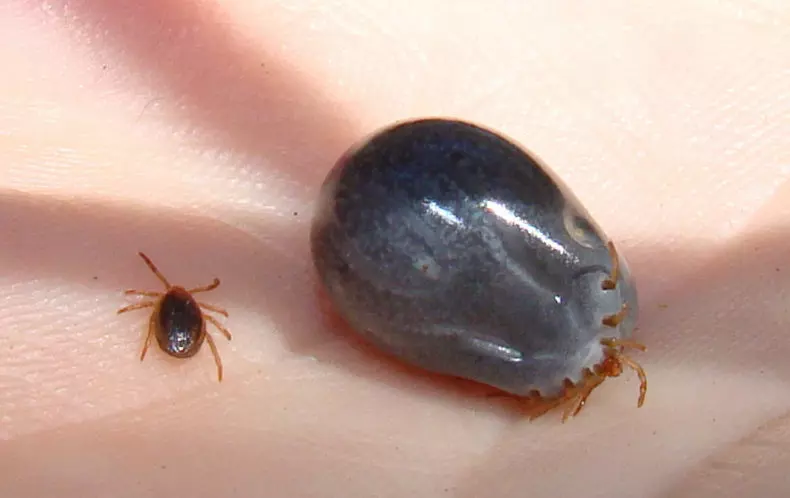 https://commons.wikimedia.org/wiki/File:Tick_before_and_after_feeding.jpg
