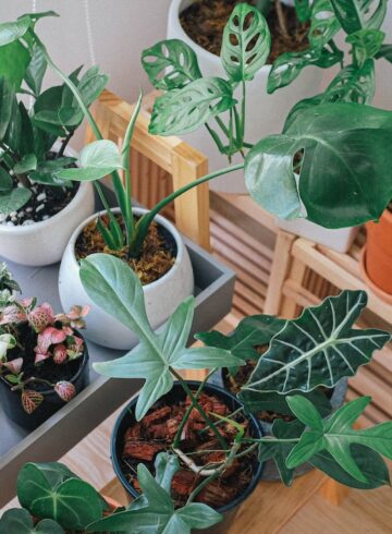 house-plants