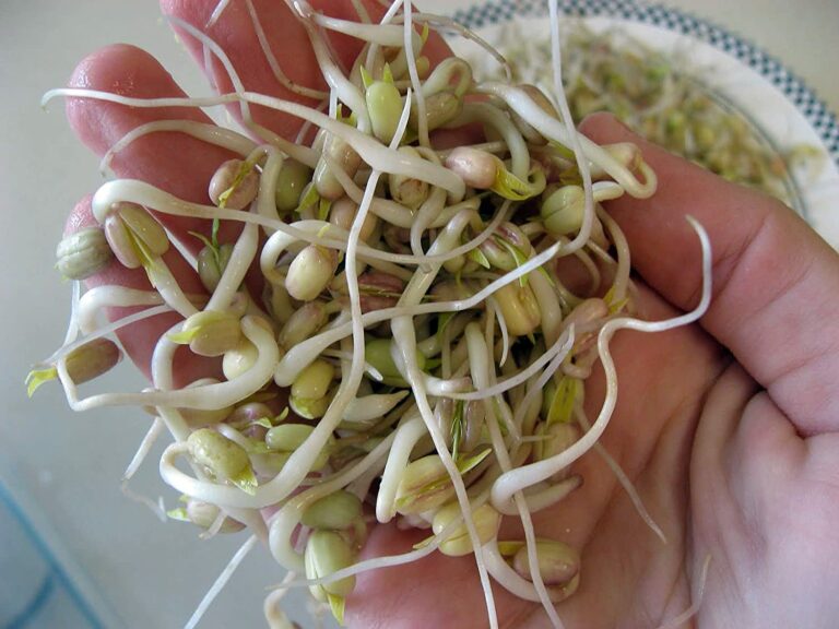 豆芽 bean sprouts