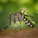 https://pixabay.com/photos/mosquito-insect-mosquito-bite-49141/