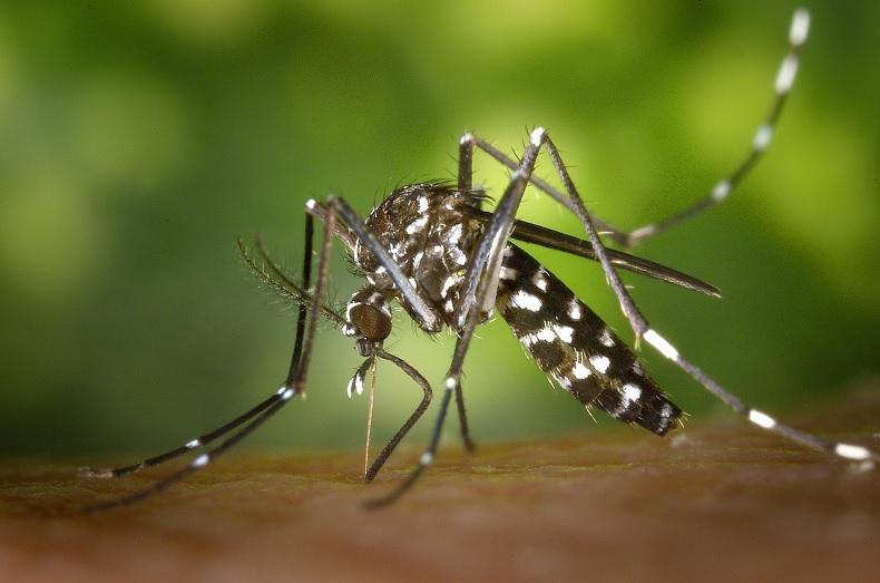 https://pixabay.com/photos/mosquito-insect-mosquito-bite-49141/