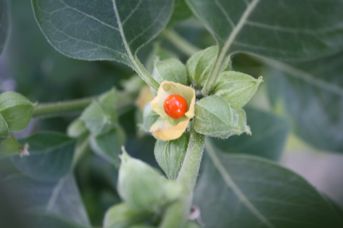 南非醉茄 (Ashwagandha) 的 8 种功效和潜在健康益处